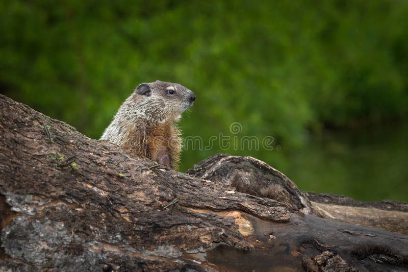 Νέο Woodchuck Marmota monax με προσήλωση κοιτάζει δεξιά στοκ φωτογραφία με δικαίωμα ελεύθερης χρήσης Νέο Woodchuck Marmota monax με προσήλωση κοιτάζει δεξιά στοκ φωτογραφία με δικαίωμα ελεύθερης χρήσης