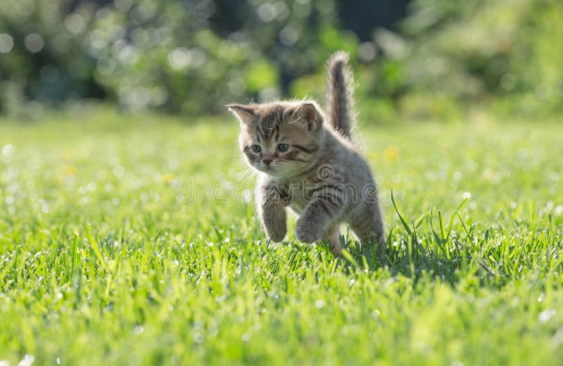 Νέο γατάκι που πηδά ή που τρέχει στην πράσινη χλόη