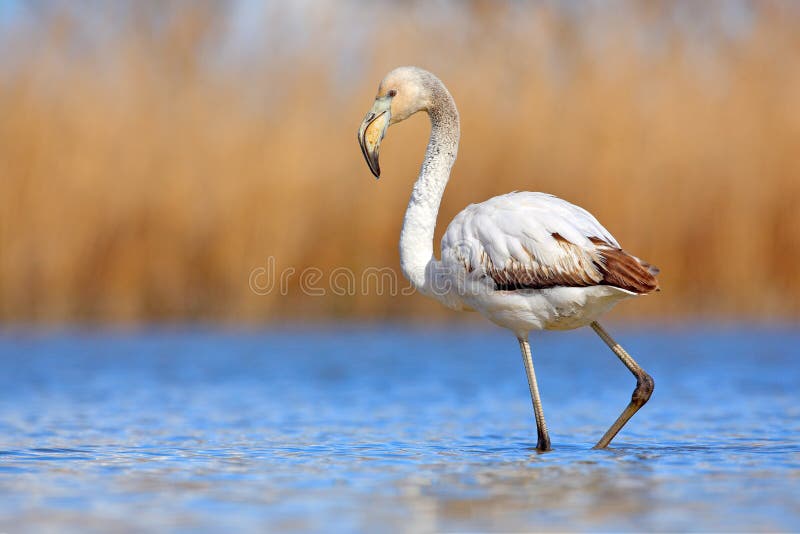 Νέο μεγαλύτερο φλαμίγκο, Phoenicopterus ruber, συμπαθητικό ρόδινο μεγάλο πουλί στο μπλε νερό, Camargue, Γαλλία Σκηνή άγριας φύσης στοκ εικόνα με δικαίωμα ελεύθερης χρήσης Νέο μεγαλύτερο φλαμίγκο, Phoenicopterus ruber, συμπαθητικό ρόδινο μεγάλο πουλί στο μπλε νερό, Camargue, Γαλλία Σκηνή άγριας φύσης στοκ εικόνα με δικαίωμα ελεύθερης χρήσης