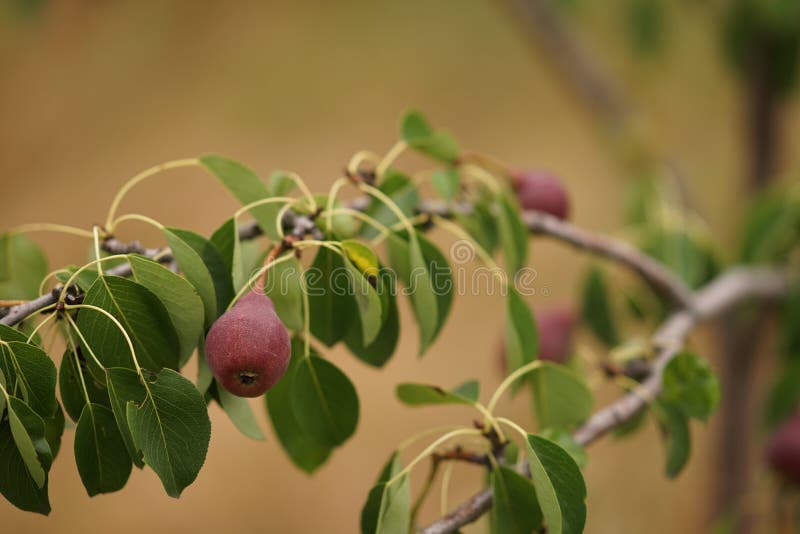 Νέο οπωρωφόρο δέντρο με τα ώριμα σκοτεινά burgundy αχλάδια που αυξάνονται στο θερινό κήπο στοκ εικόνες Νέο οπωρωφόρο δέντρο με τα ώριμα σκοτεινά burgundy αχλάδια που αυξάνονται στο θερινό κήπο στοκ εικόνες