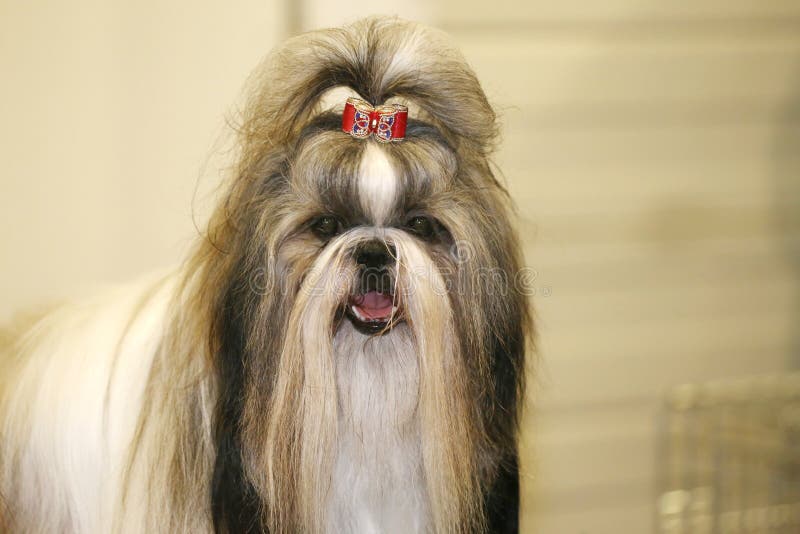 Νέο σκυλί tzu shih με λατρευτό hairpin στοκ εικόνα Νέο σκυλί tzu shih με λατρευτό hairpin στοκ εικόνα