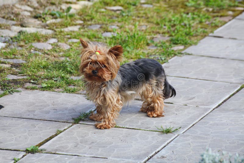 Portrait of a purebred breed dog yorkshire terrier, small size on the background of the sunlit local path, paved with decorative concrete slabs. Portrait of a purebred breed dog yorkshire terrier, small size on the background of the sunlit local path, paved with decorative concrete slabs.