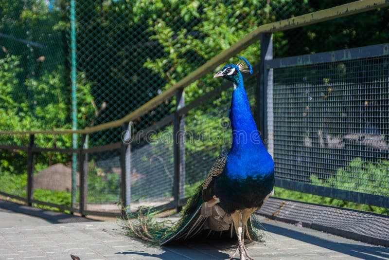 Νέο όμορφο αρσενικό peacock στο ζωολογικό κήπο στοκ φωτογραφίες Νέο όμορφο αρσενικό peacock στο ζωολογικό κήπο στοκ φωτογραφίες