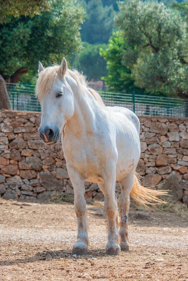 Νέος άσπρος μαλλιαρός επιβήτορας με την ξανθή τρίχα του στοκ φωτογραφία Νέος άσπρος μαλλιαρός επιβήτορας με την ξανθή τρίχα του στοκ φωτογραφία