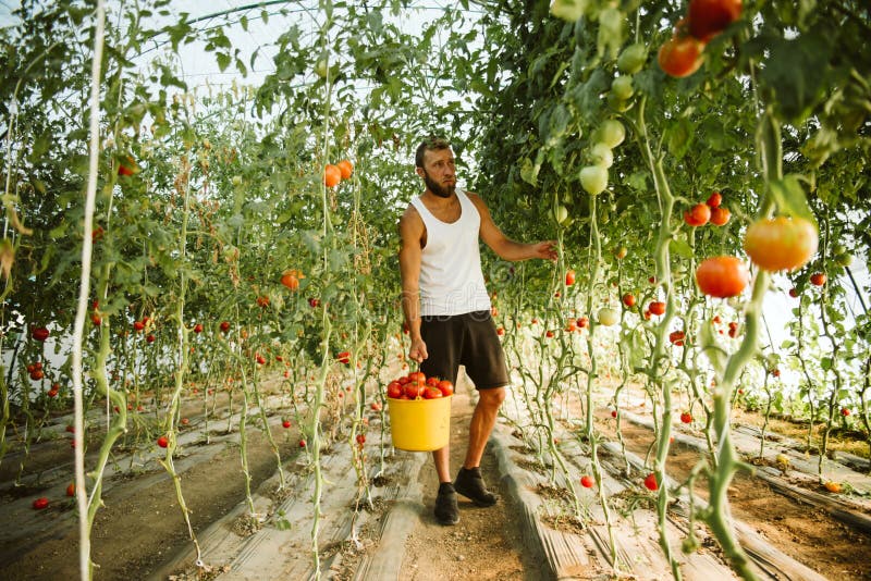 Young farmer, tomato greenhouse, vegetable, man with tomato, villager in tomato greenhouse. Young farmer, tomato greenhouse, vegetable, man with tomato, villager in tomato greenhouse