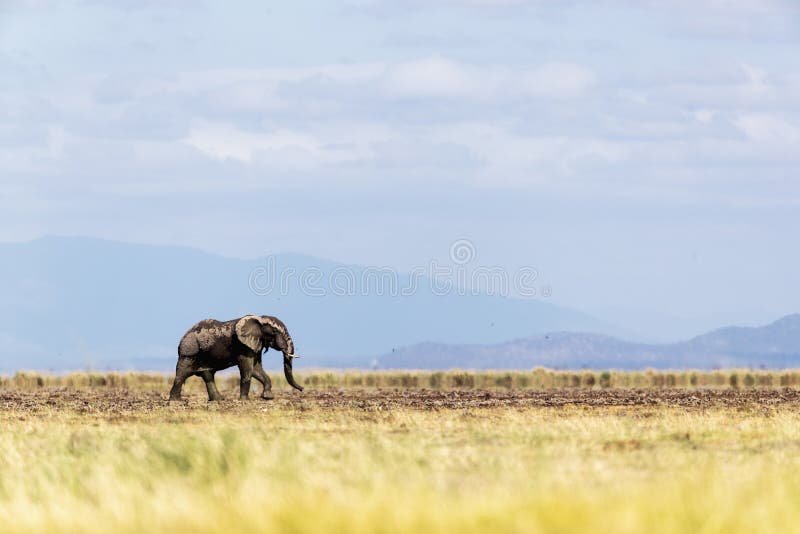 Νέος ελέφαντας που περπατά μόνο σε Amboseli Κένυα στοκ φωτογραφία με δικαίωμα ελεύθερης χρήσης
