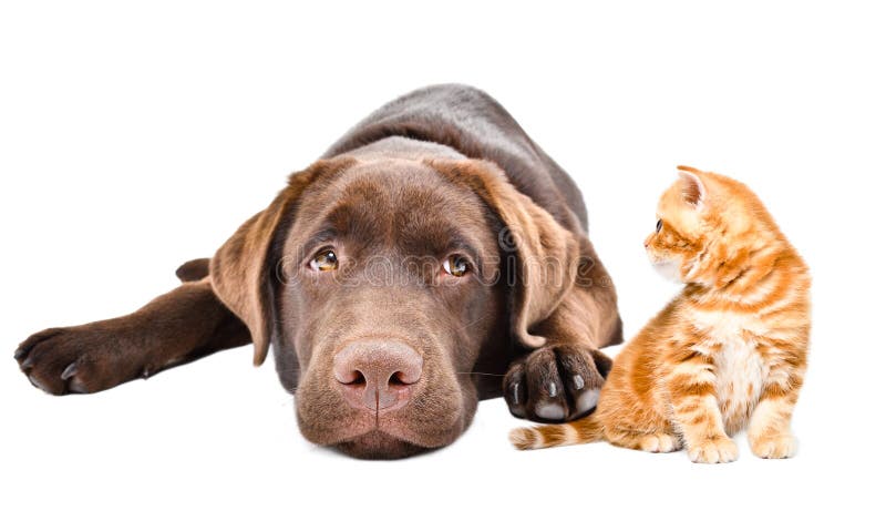 νέος χαριτωμένος labrador και τζίντζερ γατάκι κοιτούν ο ένας τον άλλο στοκ φωτογραφία με δικαίωμα ελεύθερης χρήσης