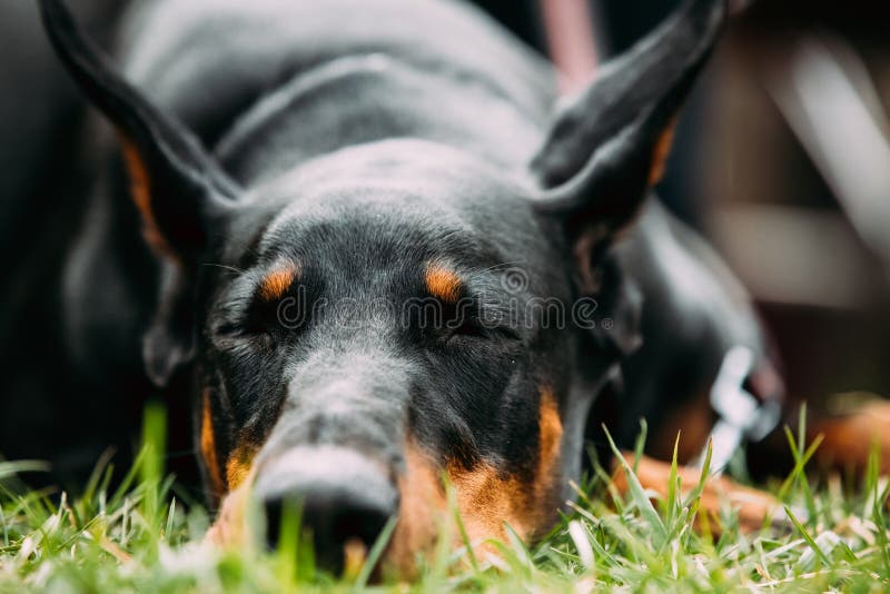Νέος, όμορφος, μαύρος και Tan Doberman που στηρίζεται στην πράσινη χλόη στοκ φωτογραφία με δικαίωμα ελεύθερης χρήσης