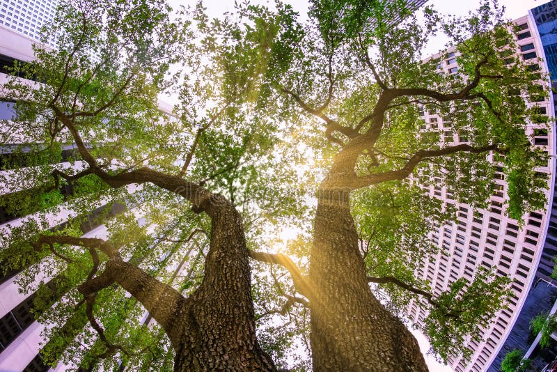 Να ανατρέξει skyward μεταξύ δύο μεγαλοπρεπών δέντρων σε έναν φραγμό πόλεων στοκ εικόνα Να ανατρέξει skyward μεταξύ δύο μεγαλοπρεπών δέντρων σε έναν φραγμό πόλεων στοκ εικόνα