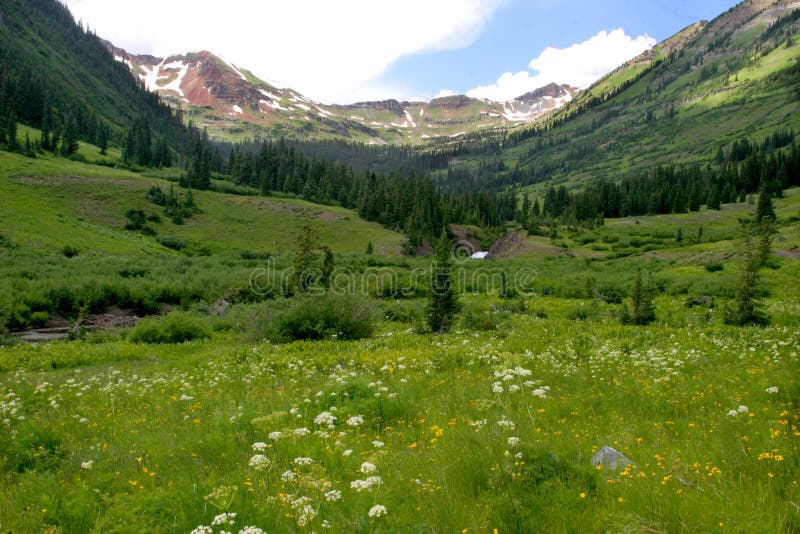 Wildflowers sun themselves in the Oh-Be-Joyful River valley. Wildflowers sun themselves in the Oh-Be-Joyful River valley