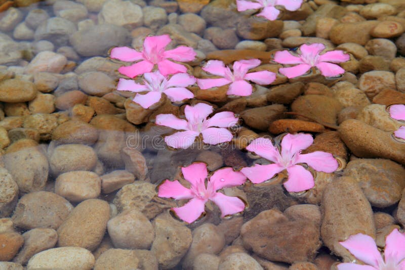 Oleander pink flowers floating in natural rolling stone lake river. Oleander pink flowers floating in natural rolling stone lake river