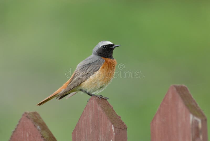 Να σκαρφαλώσει αρσενικό Redstart στο φράκτη στοκ εικόνες με δικαίωμα ελεύθερης χρήσης Να σκαρφαλώσει αρσενικό Redstart στο φράκτη στοκ εικόνες με δικαίωμα ελεύθερης χρήσης