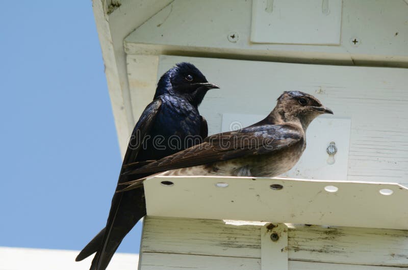 Bright spring closeup of a purple martin pair sitting upon a nesting platform. Bright spring closeup of a purple martin pair sitting upon a nesting platform.