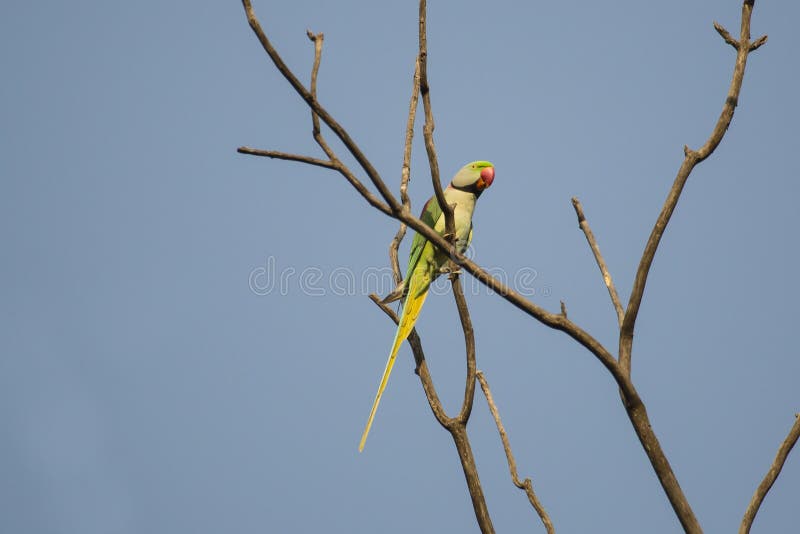 Να σκαρφαλώσει αρσενικό Alexandrine Parakeet στοκ φωτογραφίες Να σκαρφαλώσει αρσενικό Alexandrine Parakeet στοκ φωτογραφίες