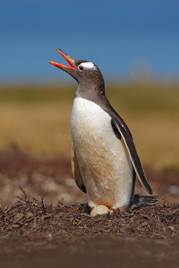 Να τοποθετηθεί penguin στο λιβάδι Gentoo penguin στο πνεύμα δύο φωλιών αυγά, Νήσοι Φώκλαντ Ζωική συμπεριφορά, πουλί στη φωλιά με στοκ εικόνα Να τοποθετηθεί penguin στο λιβάδι Gentoo penguin στο πνεύμα δύο φωλιών αυγά, Νήσοι Φώκλαντ Ζωική συμπεριφορά, πουλί στη φωλιά με στοκ εικόνα