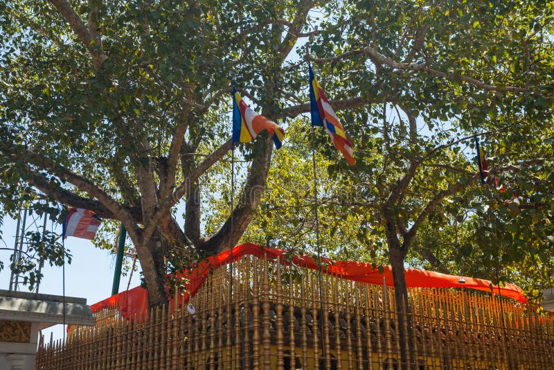 Ναός Sri Maha Bodhi το παλαιότερο φυτευμένο δέντρο, Anuradhapura στοκ εικόνες με δικαίωμα ελεύθερης χρήσης Ναός Sri Maha Bodhi το παλαιότερο φυτευμένο δέντρο, Anuradhapura στοκ εικόνες με δικαίωμα ελεύθερης χρήσης