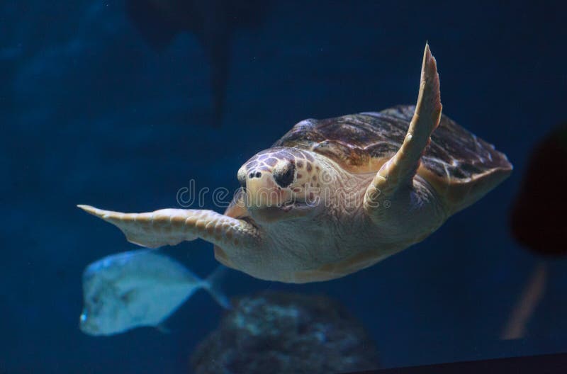 Juvenile loggerhead sea turtle, Caretta caretta, swims gracefully through the water. Juvenile loggerhead sea turtle, Caretta caretta, swims gracefully through the water