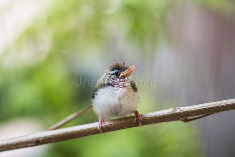 Νεανικό κοινό Tailorbird στοκ εικόνα με δικαίωμα ελεύθερης χρήσης