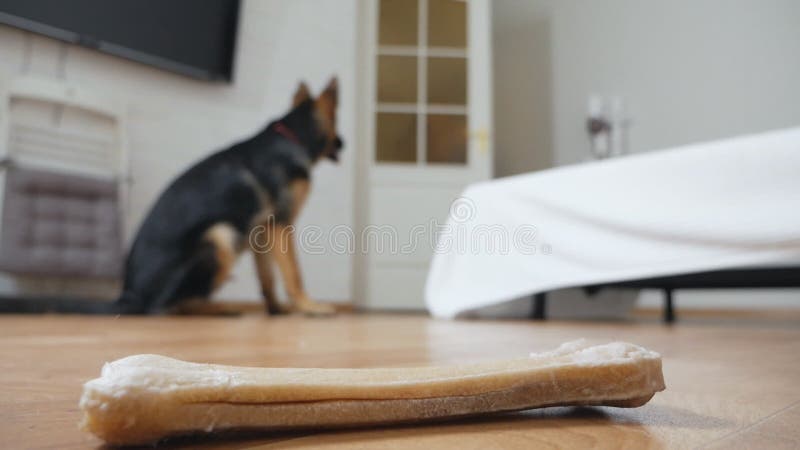 νεαρή γυναίκα που πετάει παιχνίδια σε σκύλο διασκεδάζοντας στο σπίτι