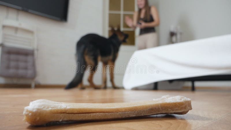 νεαρή γυναίκα που πετάει παιχνίδια σε σκύλο διασκεδάζοντας στο σπίτι