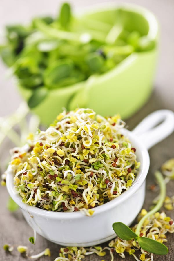 Fresh alfalfa and sunflower sprouts in cups. Fresh alfalfa and sunflower sprouts in cups