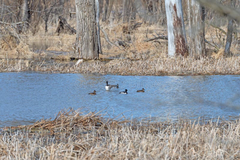 Ring Necked Ducks in a Mississippi River Backwater Bayou in the Trempealeau National Wildlife Refuge in Wisconsin. Ring Necked Ducks in a Mississippi River Backwater Bayou in the Trempealeau National Wildlife Refuge in Wisconsin