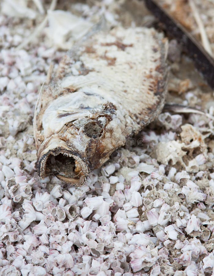 Νεκρό tilapia στα ξηρά κόκκαλα ψαριών στη θάλασσα Salton στοκ φωτογραφία Νεκρό tilapia στα ξηρά κόκκαλα ψαριών στη θάλασσα Salton στοκ φωτογραφία