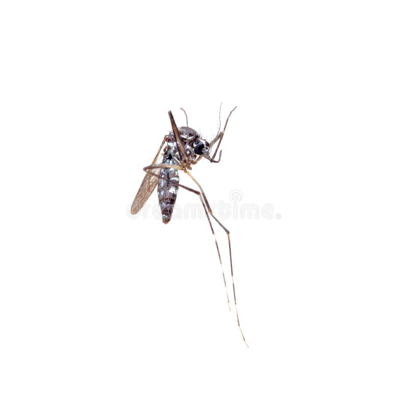 Νεκρό ασιατικό κουνούπι τιγρών, Aedes albopictus, μακροεντολή στο άσπρο υπόβαθρο Μια συσκευή αποστολής σημάτων πολλών προερχόμενω στοκ εικόνες Νεκρό ασιατικό κουνούπι τιγρών, Aedes albopictus, μακροεντολή στο άσπρο υπόβαθρο Μια συσκευή αποστολής σημάτων πολλών προερχόμενω στοκ εικόνες
