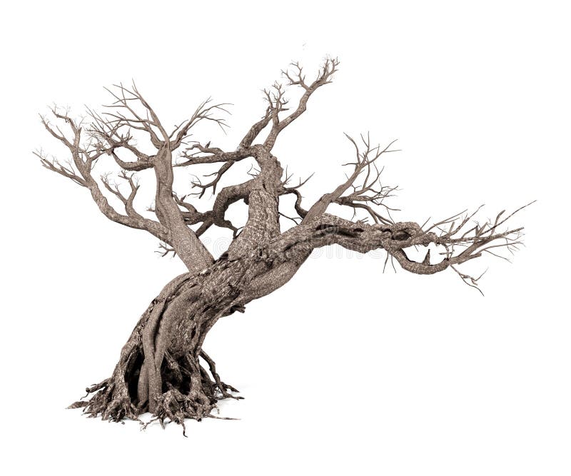 Νεκρό δέντρο που απομονώνεται στην άσπρη ανασκόπηση