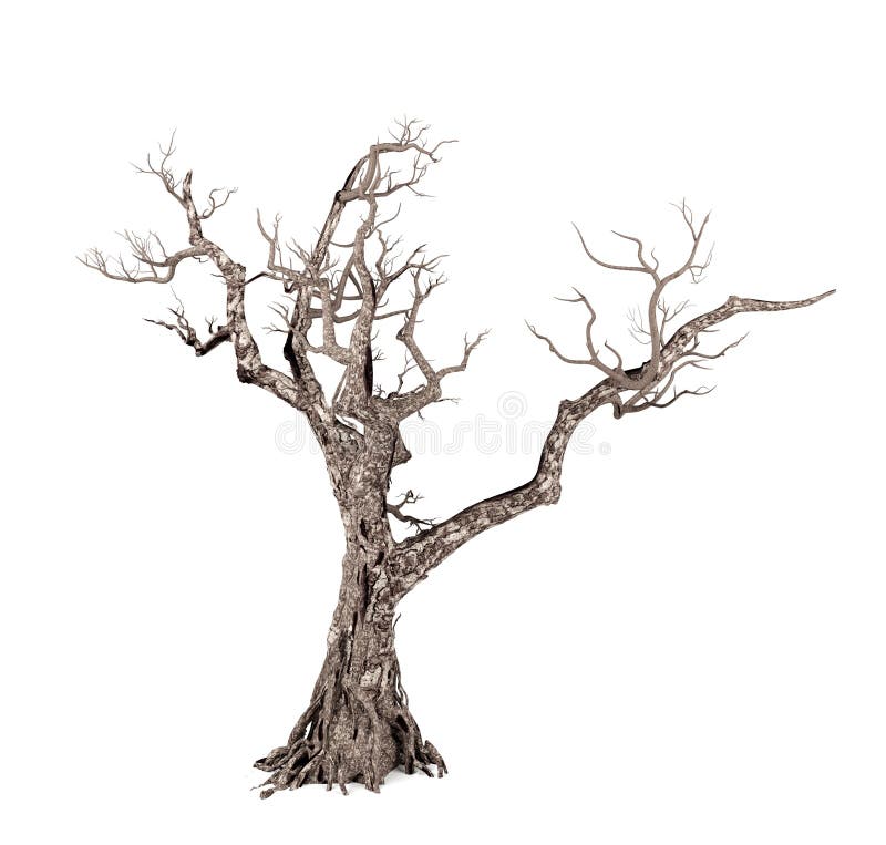 Νεκρό δέντρο που απομονώνεται στην άσπρη ανασκόπηση
