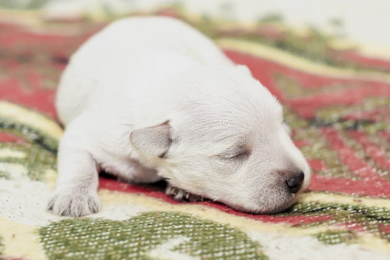 White blind puppy lying on the Mat. . White blind puppy lying on the Mat
