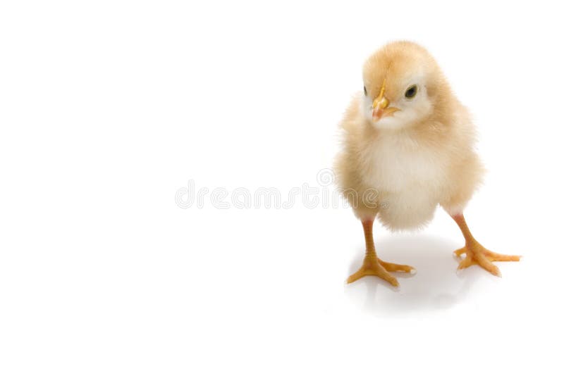 Chick isolated on a white. Chick isolated on a white