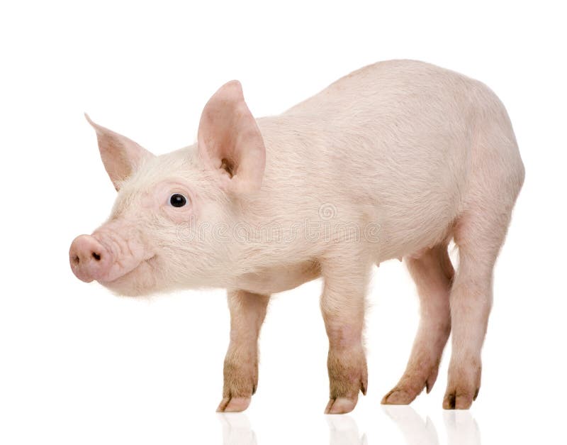 Young Pig (+/-1 month) in front of a white background. Young Pig (+/-1 month) in front of a white background