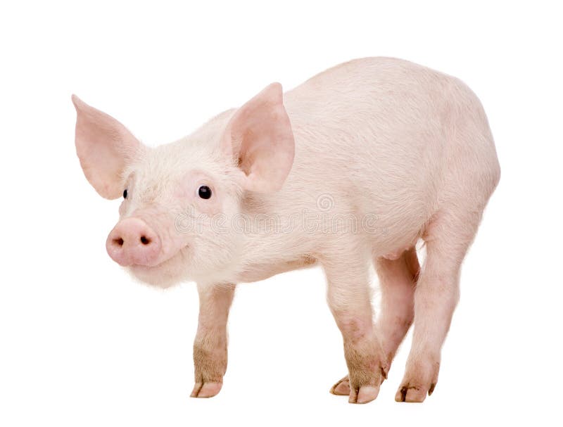 Young Pig (+/-1 month) in front of a white background. Young Pig (+/-1 month) in front of a white background