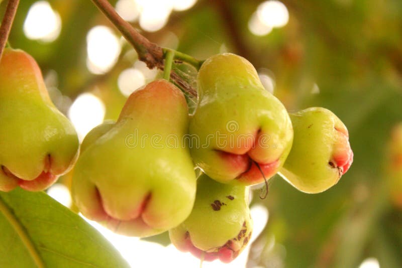 Water apple rose isolated white fruit background wax chomphu asian apples jambu red food fresh nobody sweet tropical nutrition exotic slice thailand java beautiful healthy. Water apple rose isolated white fruit background wax chomphu asian apples jambu red food fresh nobody sweet tropical nutrition exotic slice thailand java beautiful healthy