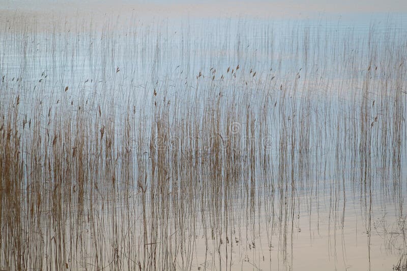 Water and reeds sky-blue evening idyll. Water and reeds sky-blue evening idyll