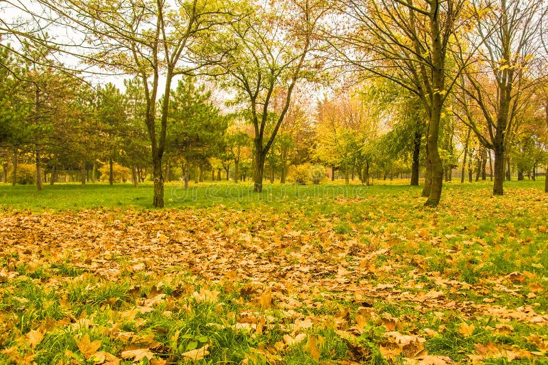 Yellow leaves on the green grass on a background of trees in autumn park on a cloudy day. Yellow leaves on the green grass on a background of trees in autumn park on a cloudy day