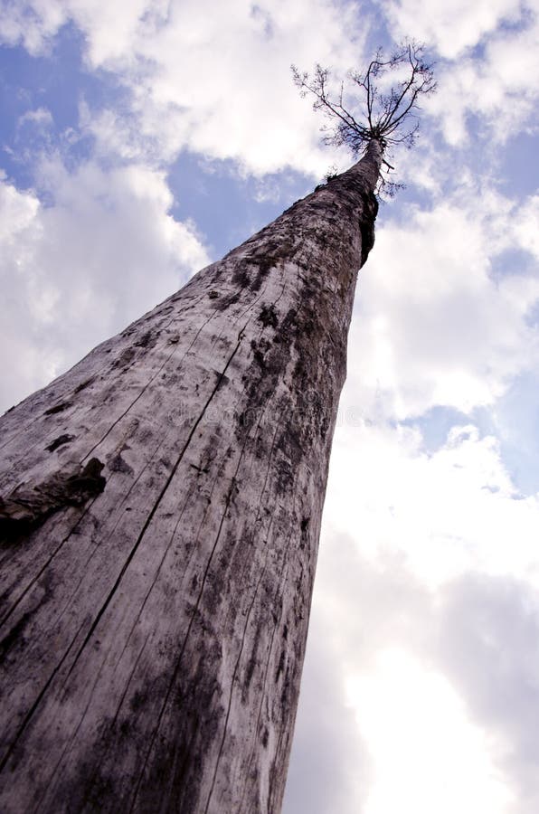 Sere old tree reaching cloudy sky. Natural backdrop. Death concept. Sere old tree reaching cloudy sky. Natural backdrop. Death concept.