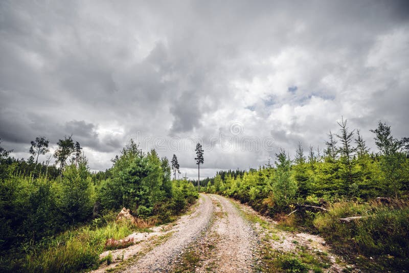 Cloudy weather over a dirt road surrounded by small pine trees in a Scandinavian forest. Cloudy weather over a dirt road surrounded by small pine trees in a Scandinavian forest