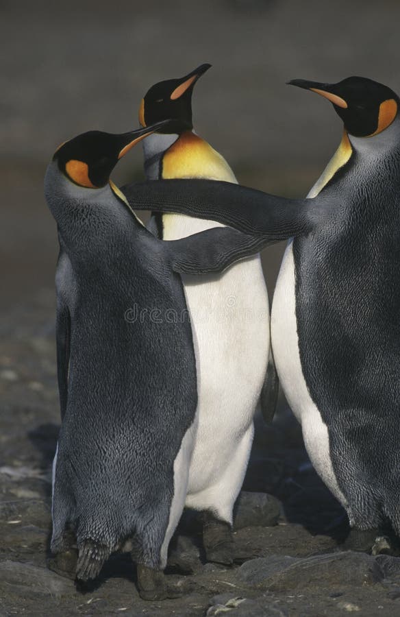 Νησί τρία βασιλιάς Penguins της Γεωργίας βρετανικού νότου ανυψωμένη στην παραλία άποψη στοκ εικόνες Νησί τρία βασιλιάς Penguins της Γεωργίας βρετανικού νότου ανυψωμένη στην παραλία άποψη στοκ εικόνες