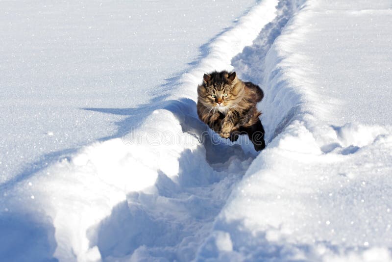 A Norwegian Forest cat runs quickly through the snow. A Norwegian Forest cat runs quickly through the snow