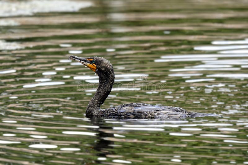 The double-crested cormorant is a member of the cormorant family of water birds. It is found near rivers and lakes, and in coastal areas, and is widely distributed across North America, from the Aleutian Islands in Alaska down to Florida and Mexico. The double-crested cormorant is a member of the cormorant family of water birds. It is found near rivers and lakes, and in coastal areas, and is widely distributed across North America, from the Aleutian Islands in Alaska down to Florida and Mexico.