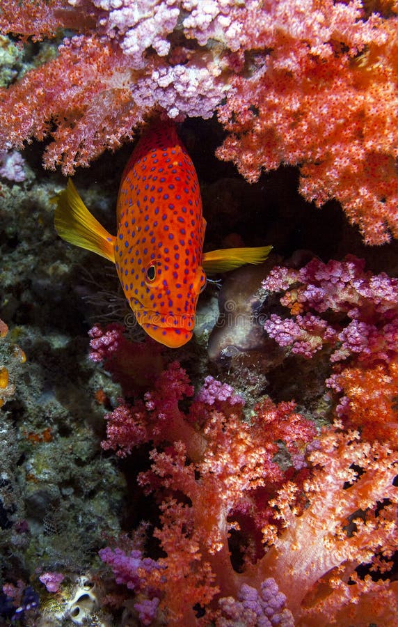 Ντροπαλό grouper κρύψιμο στοκ φωτογραφίες Ντροπαλό grouper κρύψιμο στοκ φωτογραφίες