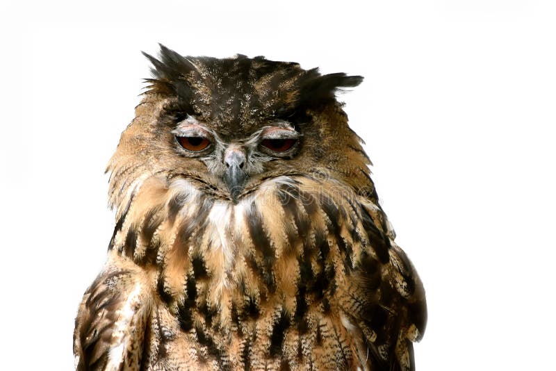 Portrait of a sleepy eagle owl both eyes are half closed. Portrait of a sleepy eagle owl both eyes are half closed