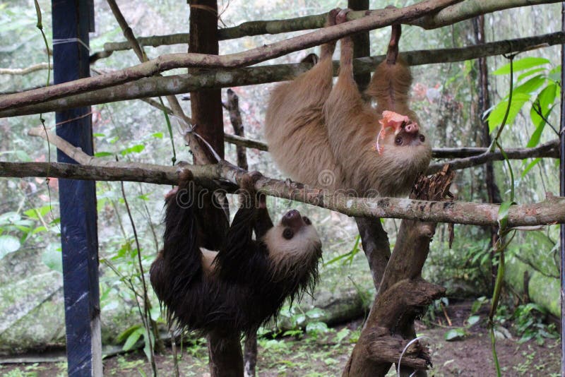 Μωρά βραδύποδες στοκ εικόνες με δικαίωμα ελεύθερης χρήσης