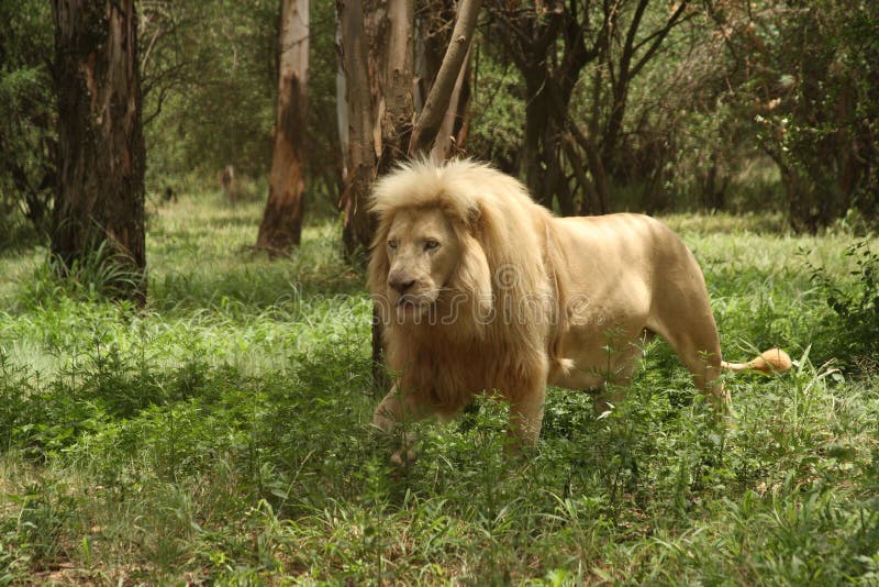 White Lion - Lion Park, South Africa. White Lion - Lion Park, South Africa