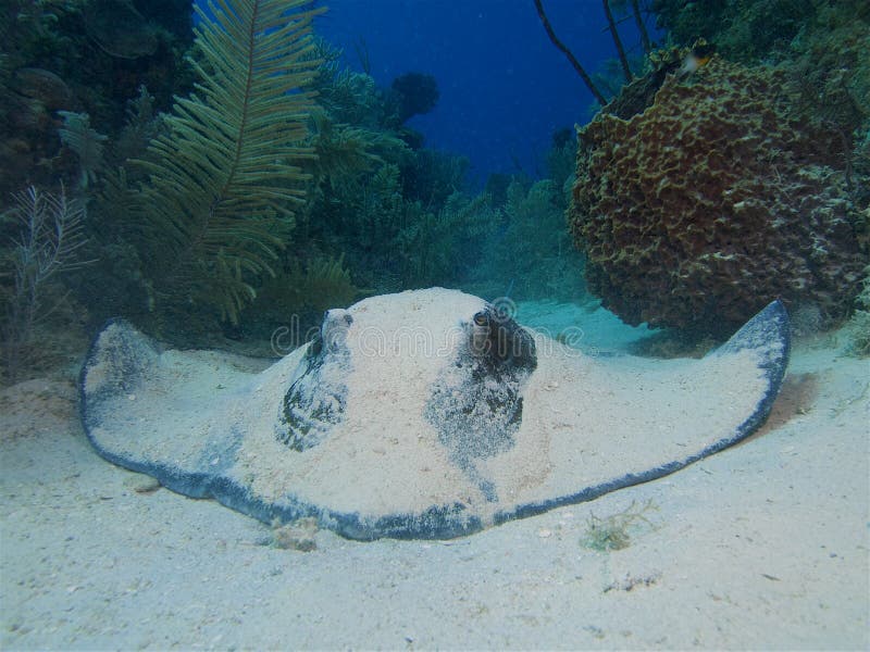 Νότιος stingray στην άσπρη άμμο σε Cuba& x27 s Jardin de Λα Reina στοκ φωτογραφίες με δικαίωμα ελεύθερης χρήσης Νότιος stingray στην άσπρη άμμο σε Cuba& x27 s Jardin de Λα Reina στοκ φωτογραφίες με δικαίωμα ελεύθερης χρήσης