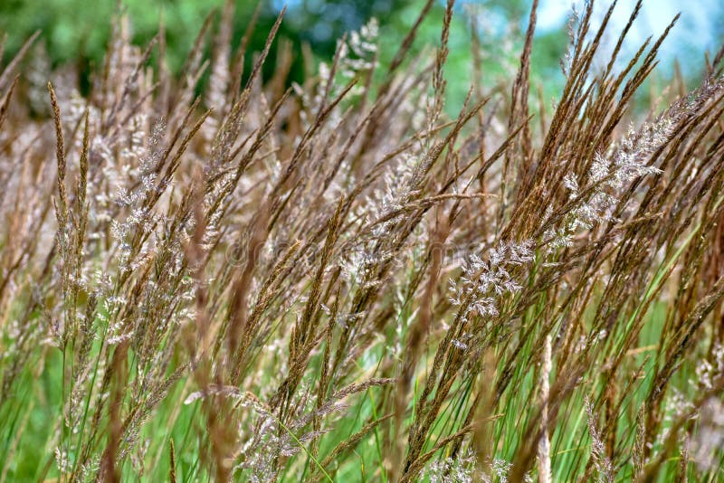 Νότιος κοινός κάλαμος Phragmites Υπόβαθρο χλόης φύσης στοκ εικόνες με δικαίωμα ελεύθερης χρήσης Νότιος κοινός κάλαμος Phragmites Υπόβαθρο χλόης φύσης στοκ εικόνες με δικαίωμα ελεύθερης χρήσης