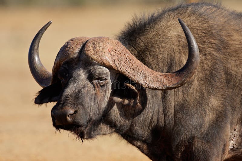 Portrait of an African or Cape buffalo (Syncerus caffer), South Africa. Portrait of an African or Cape buffalo (Syncerus caffer), South Africa