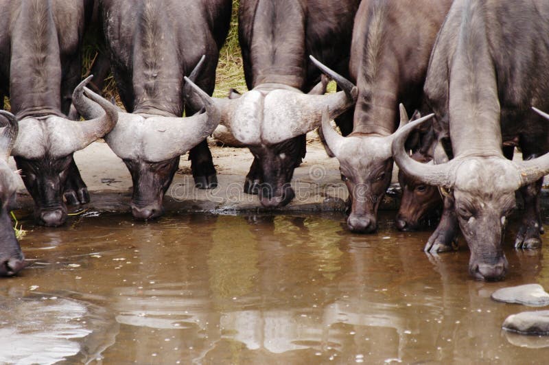 Buffalo drinking water, South Africa. Buffalo drinking water, South Africa